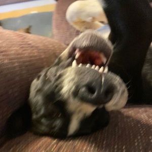 Meet your Posher, Nicholas